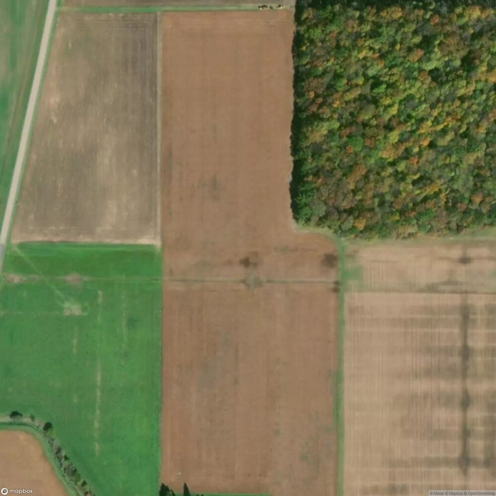 Rose Field